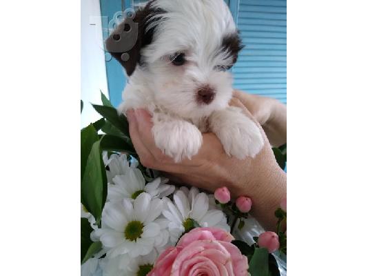 PoulaTo: όμορφα κουτάβια Yorkshire Terrier προς πώληση